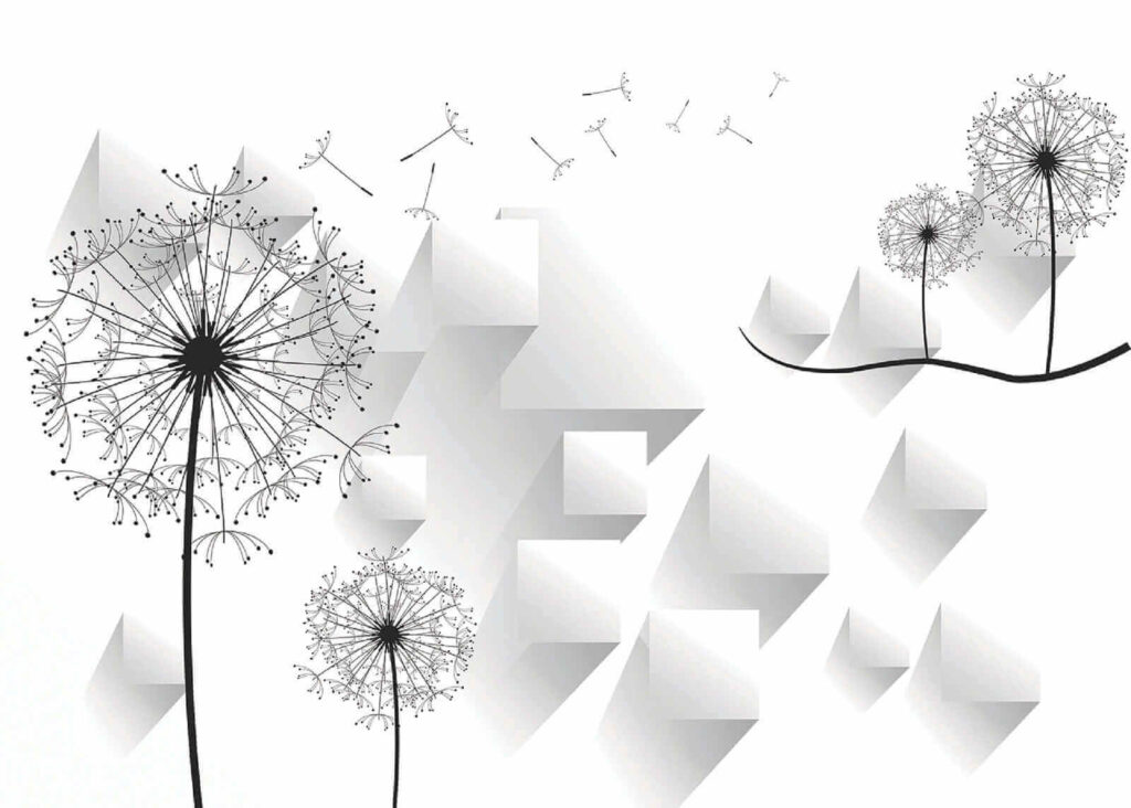 Fleurs de pissenlit sur fond blanc Fleurs de pissenlit sur fond blanc