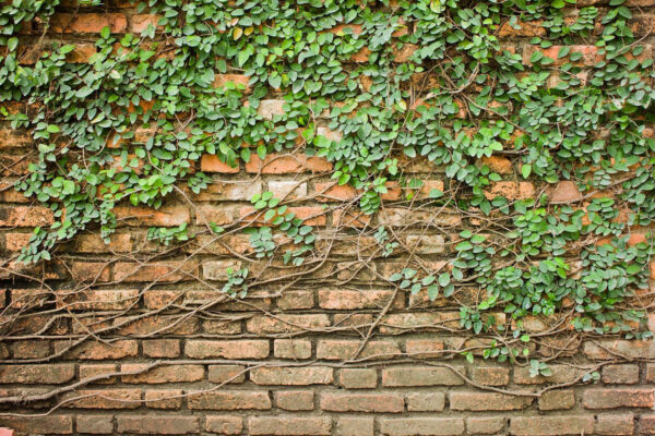 Un mur de briques sur lequel pousse du lierre Un mur de briques sur lequel pousse du lierre