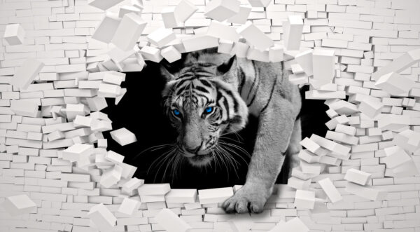 Tigre passant par un trou dans un mur Tigre passant par un trou dans un mur