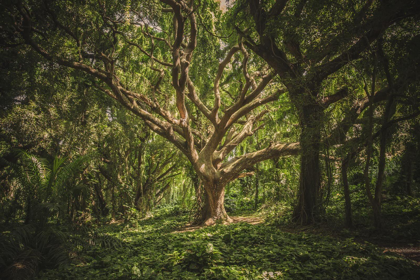 Grand arbre dans une forêt u47613p - Grand arbre dans une forêt - tegory