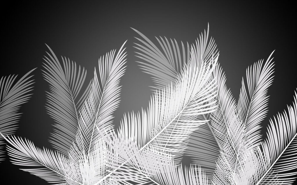 Plumes blanches sur fond noir Plumes blanches sur fond noir