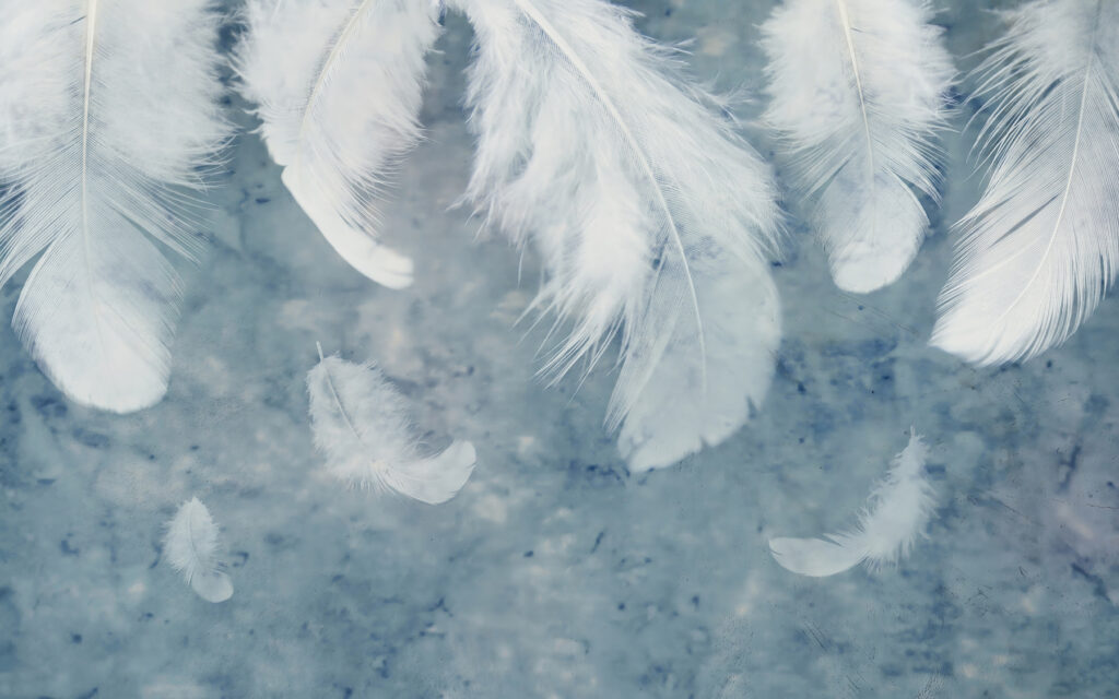 Plumes blanches sur une surface bleue Plumes blanches sur une surface bleue
