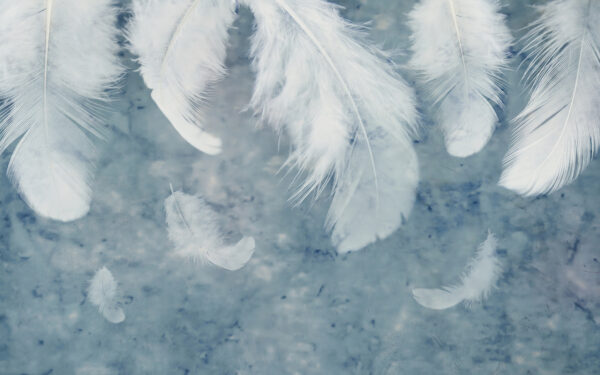 Plumes blanches sur une surface bleue Plumes blanches sur une surface bleue