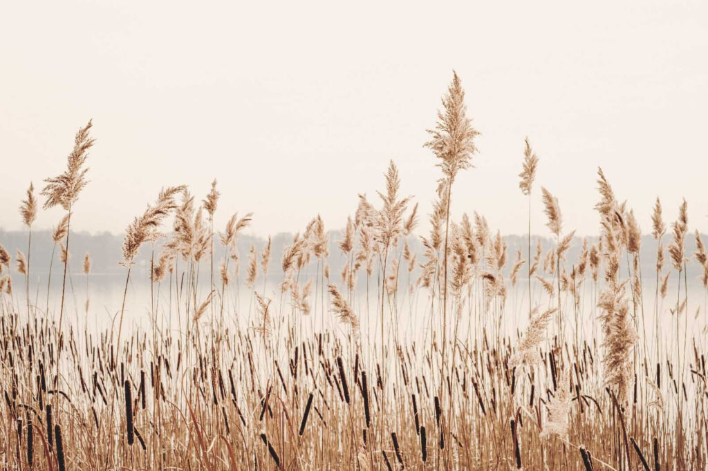 Herbes hautes avec un plan d'eau en arrière-plan Herbes hautes avec un plan d'eau en arrière-plan