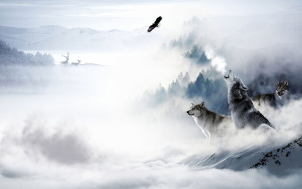 Loup hurlant dans la neige Loup hurlant dans la neige