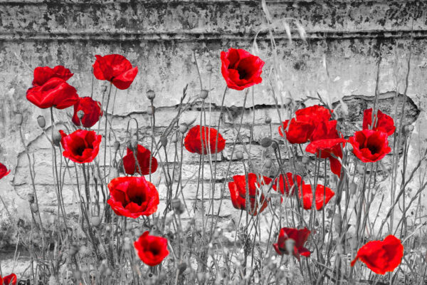 Fleurs rouges dans un champ Fleurs rouges dans un champ