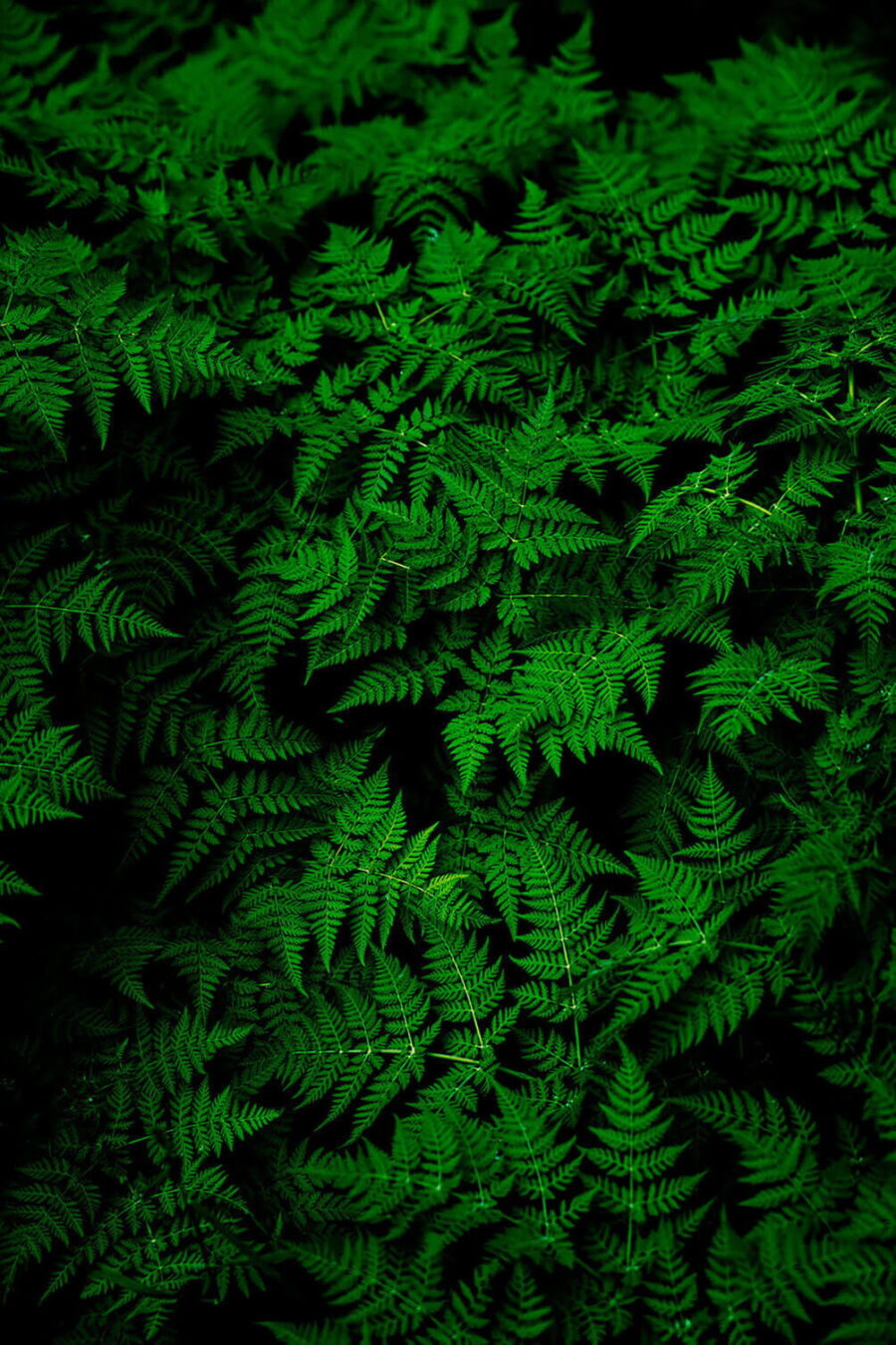 Groupe de feuilles vertes