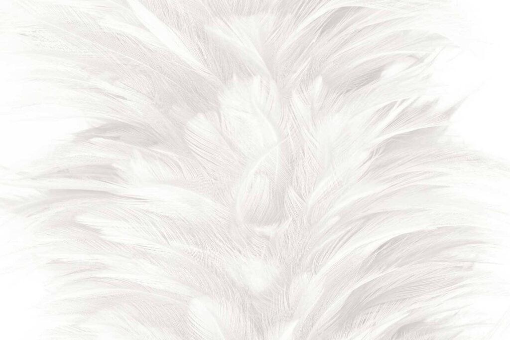 Texture douce et délicate des plumes Texture douce et délicate des plumes