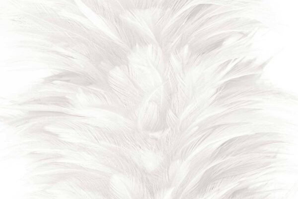 Texture douce et délicate des plumes Texture douce et délicate des plumes