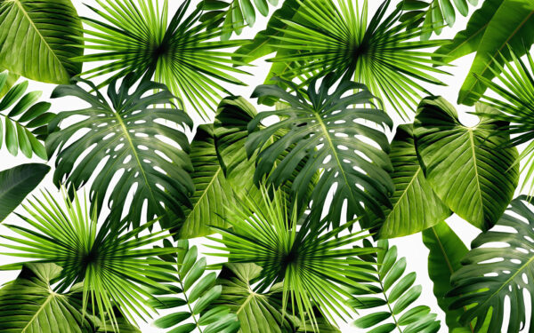Groupe de feuilles vertes Groupe de feuilles vertes