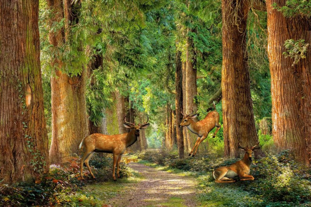 Groupe de cerfs dans une forêt Groupe de cerfs dans une forêt