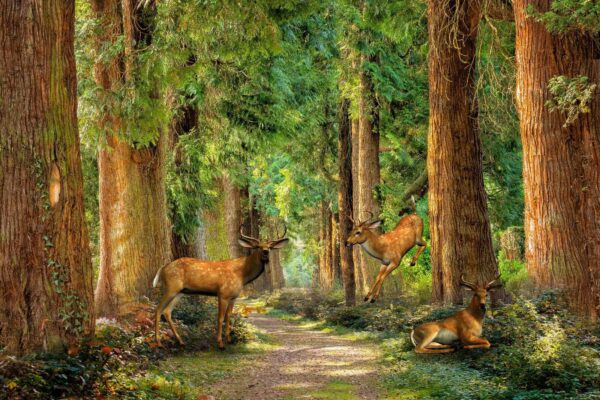 Groupe de cerfs dans une forêt Groupe de cerfs dans une forêt