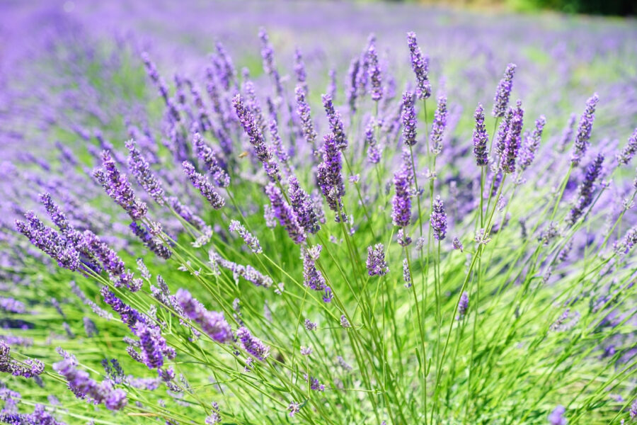 Champ de lavande en fleurs