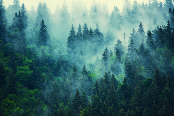 Forêt brumeuse avec des arbres Forêt brumeuse avec des arbres