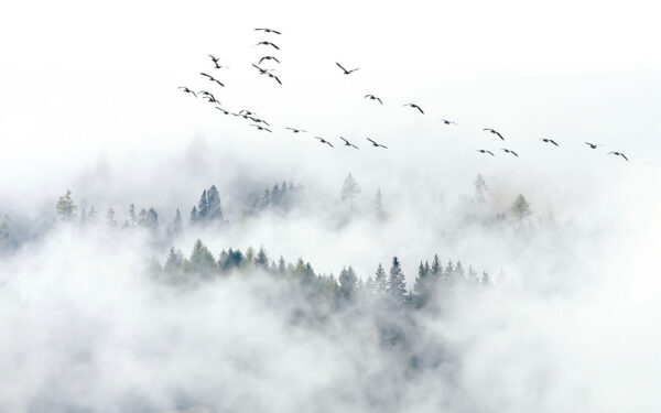 Oiseaux volant dans le ciel Oiseaux volant dans le ciel