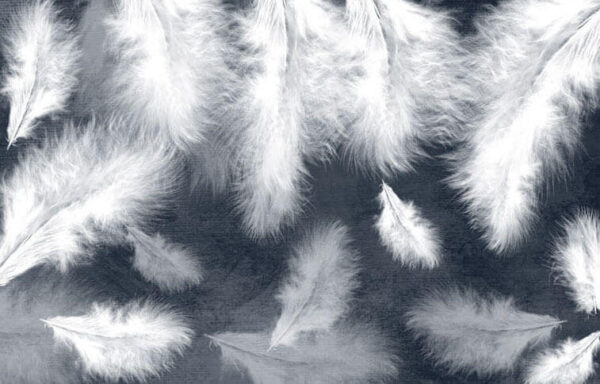 Groupe de plumes blanches Groupe de plumes blanches
