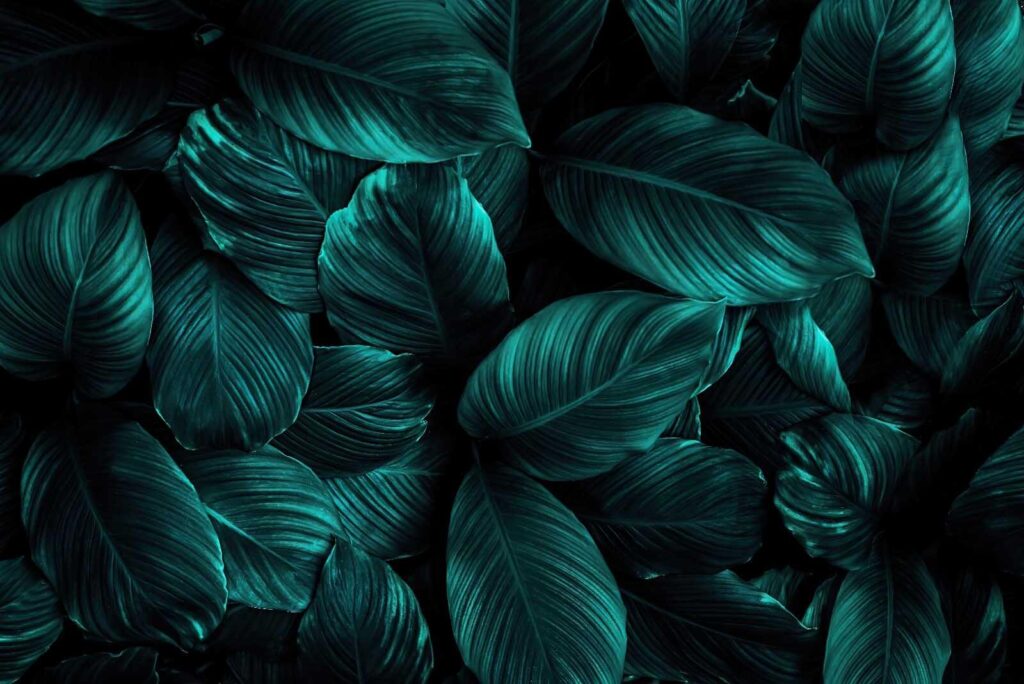 Groupe de feuilles vertes foncées Groupe de feuilles vertes foncées