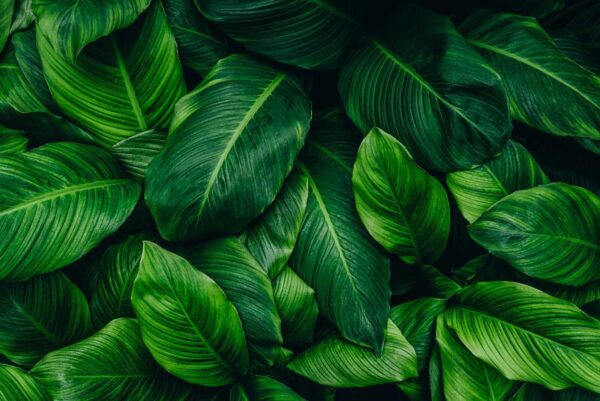 Groupe de feuilles vertes Groupe de feuilles vertes
