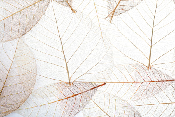 Groupe de feuilles brunes Groupe de feuilles brunes
