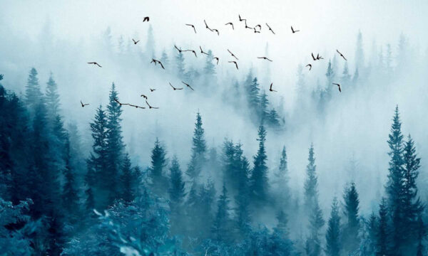 Oiseaux volant au-dessus d'une forêt u22288p 600x360 - Oiseaux volant au-dessus d'une forêt
