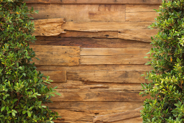 Arbre à côté d'un mur en bois Arbre à côté d'un mur en bois