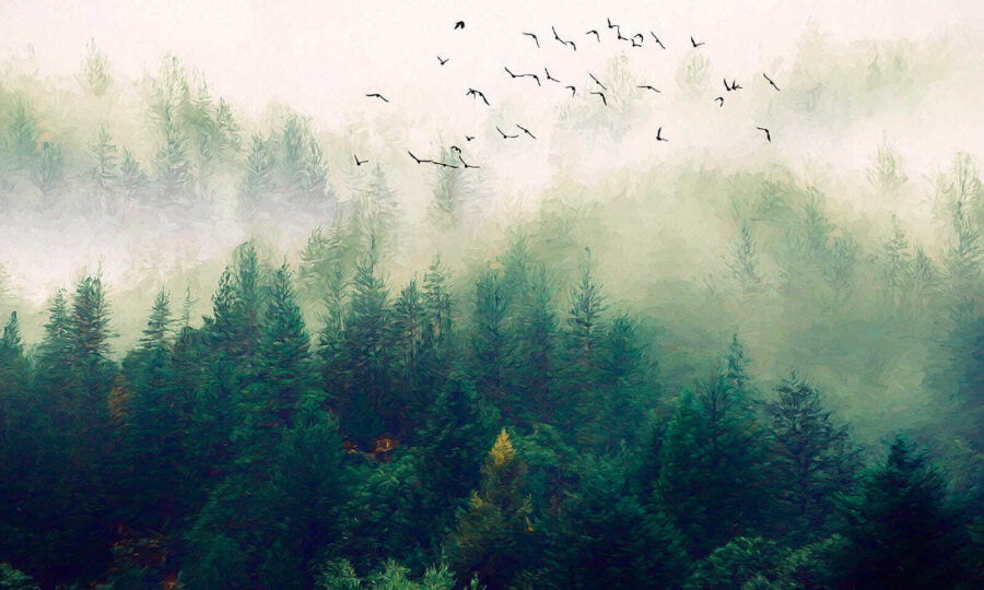 Oiseaux volant au-dessus d'une forêt