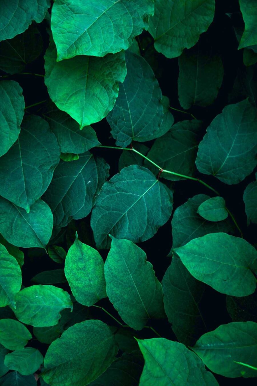 Groupe de feuilles vertes