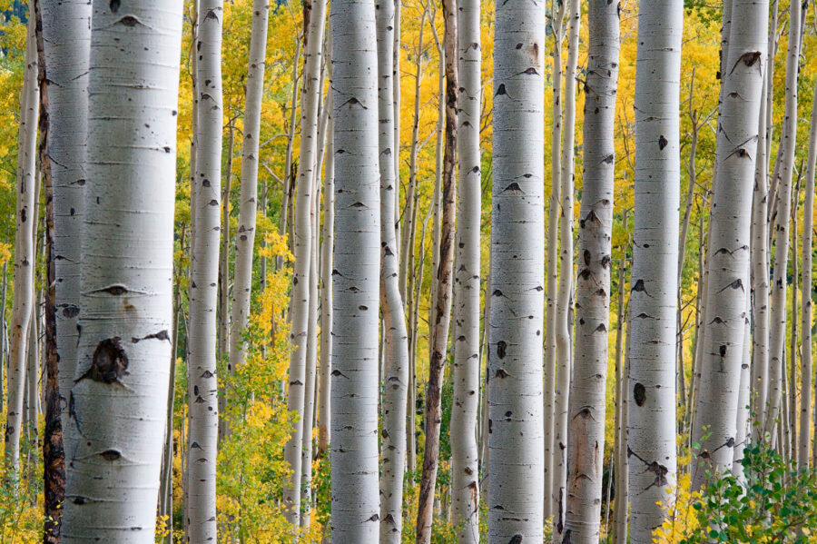 Groupe d'arbres blancs avec des feuilles jaunes