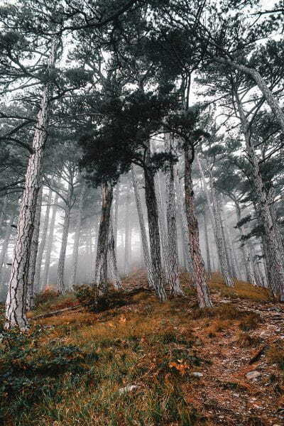 Forêt avec arbres dans le brouillard