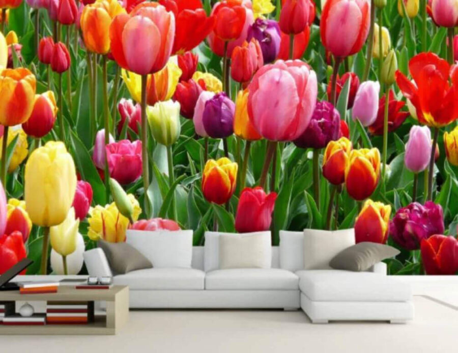 Groupe de tulipes colorées