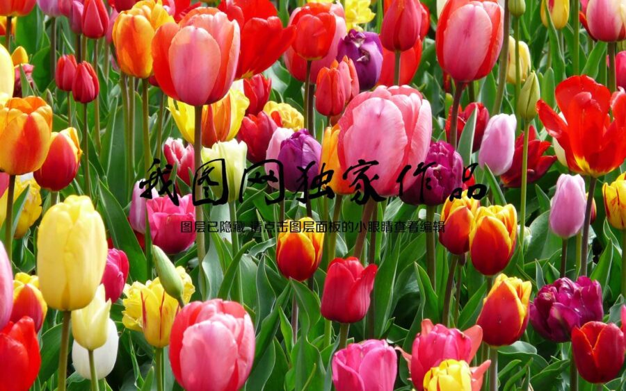 Groupe de tulipes colorées