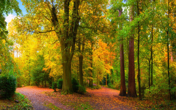 Chemin avec des arbres et des feuilles Chemin avec des arbres et des feuilles