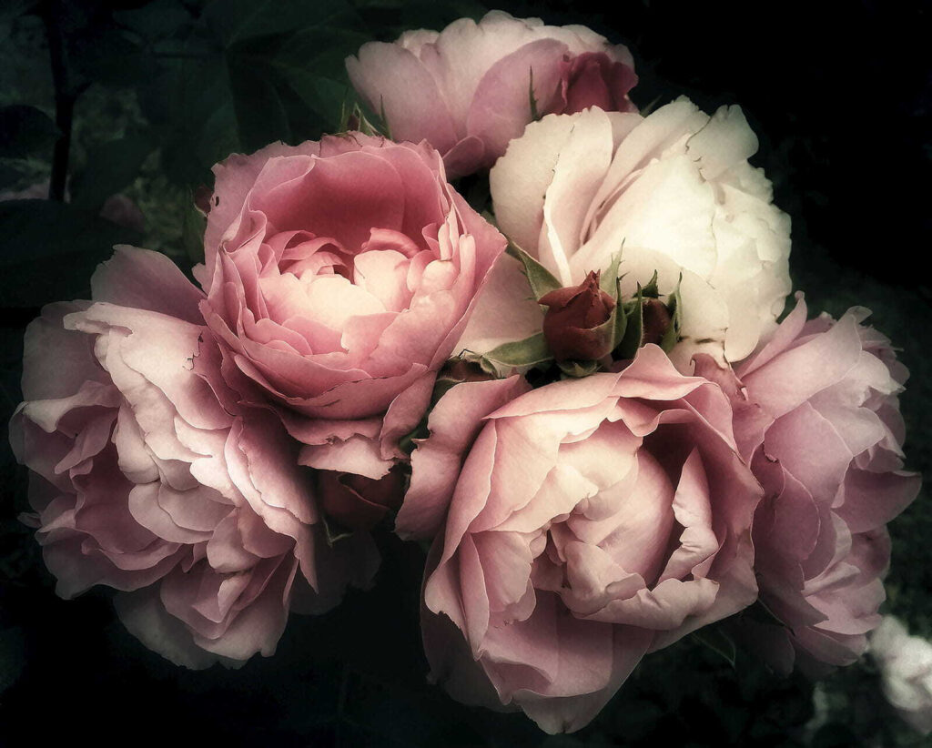 Groupe de roses roses et blanches Groupe de roses roses et blanches