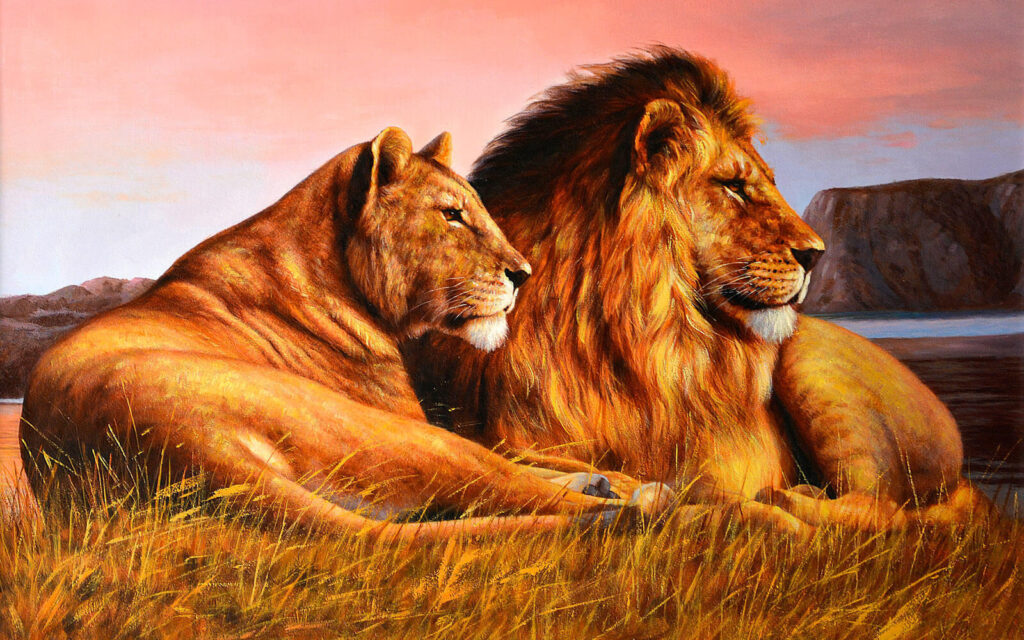 Couple de lions couchés dans l'herbe Couple de lions couchés dans l'herbe