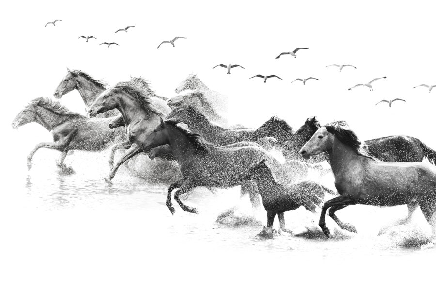Groupe de chevaux courant dans l'eau