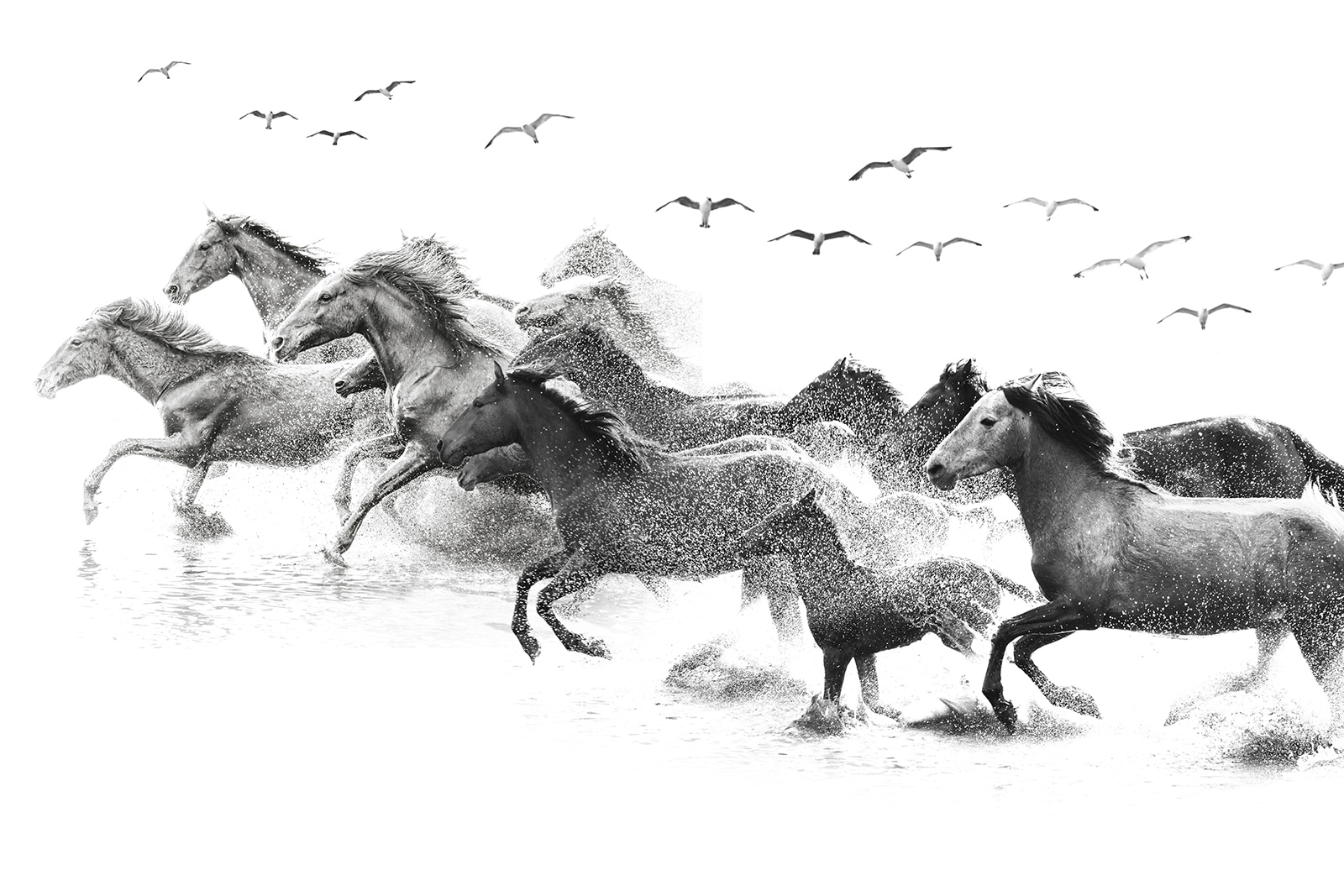 Groupe de chevaux courant dans l'eau u14413p - Groupe de chevaux courant dans l'eau - tegory