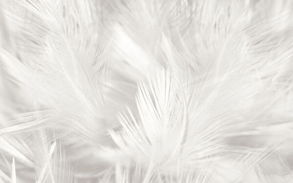 Plumes blanches sur une surface blanche Plumes blanches sur une surface blanche