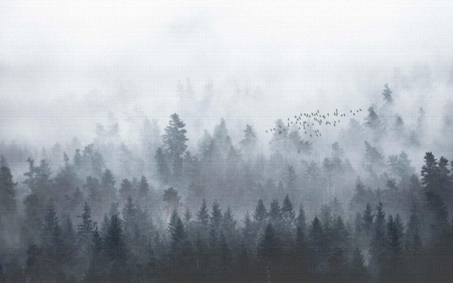Groupe d'oiseaux volant au-dessus d'une forêt