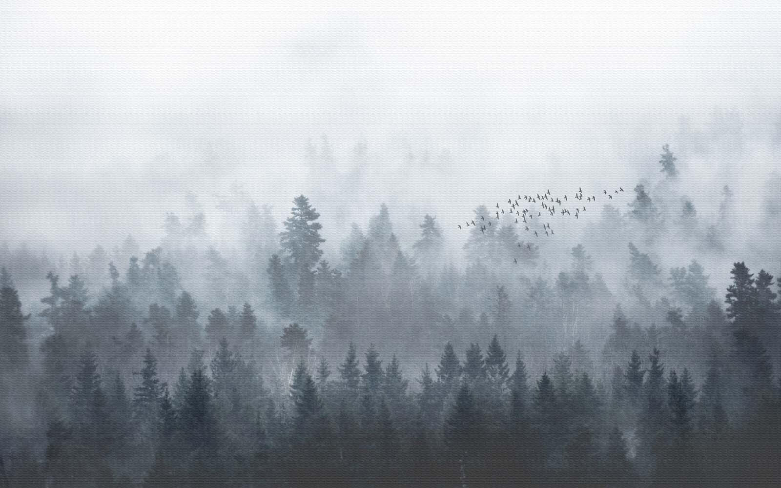 u16629p - Groupe d'oiseaux volant au-dessus d'une forêt - tegory