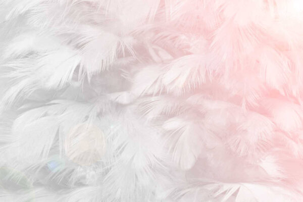 Plumes délicates dans des tons pastel. Plumes délicates dans des tons pastel.