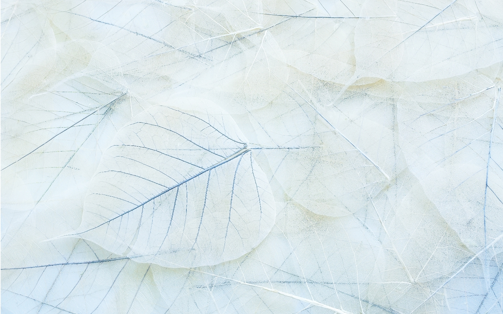 Groupe de feuilles blanches u16875p - Groupe de feuilles blanches - tegory