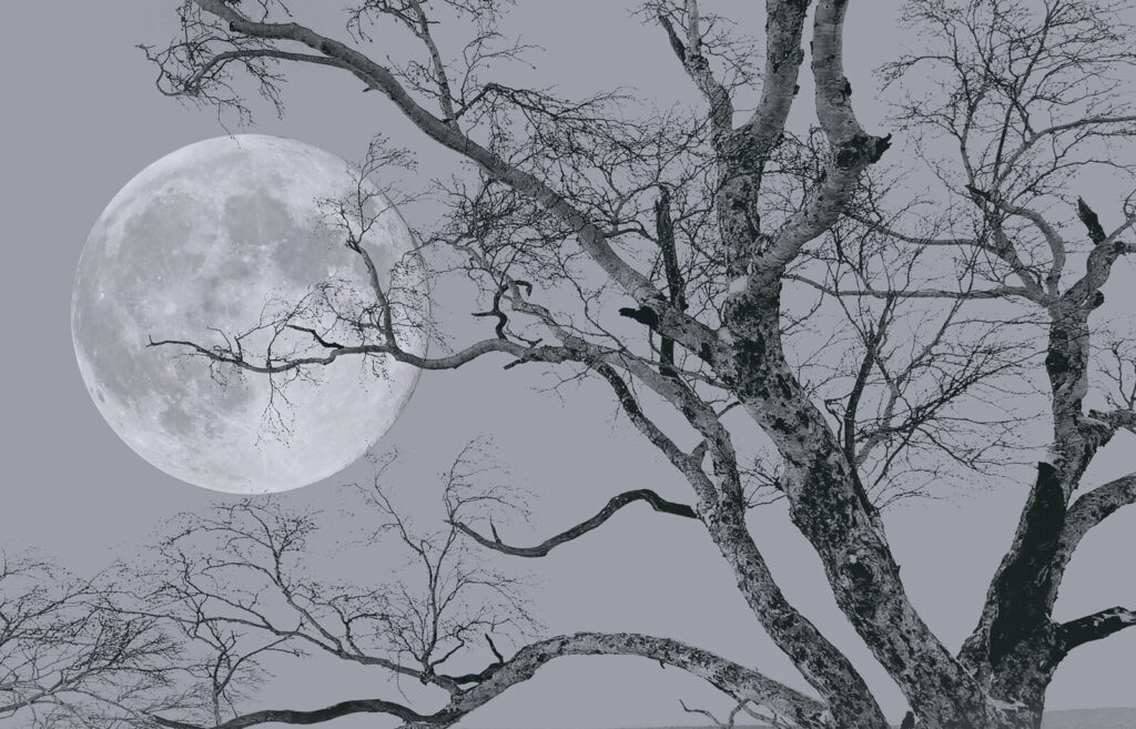 Arbre avec des branches et une lune en arrière-plan Arbre avec des branches et une lune en arrière-plan