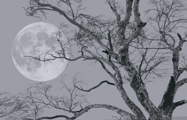 Arbre avec des branches et une lune en arrière-plan Arbre avec des branches et une lune en arrière-plan