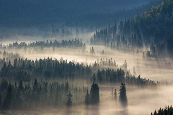 Forêt brumeuse avec des arbres Forêt brumeuse avec des arbres