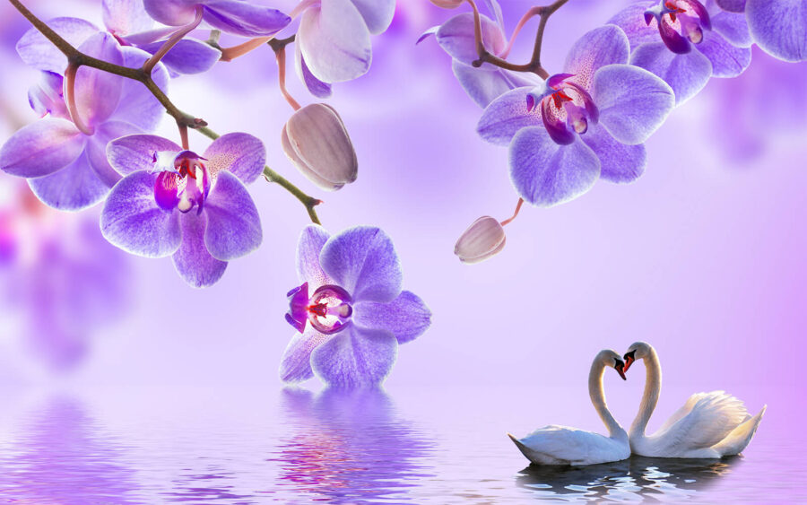 Deux cygnes dans un lac aux fleurs violettes