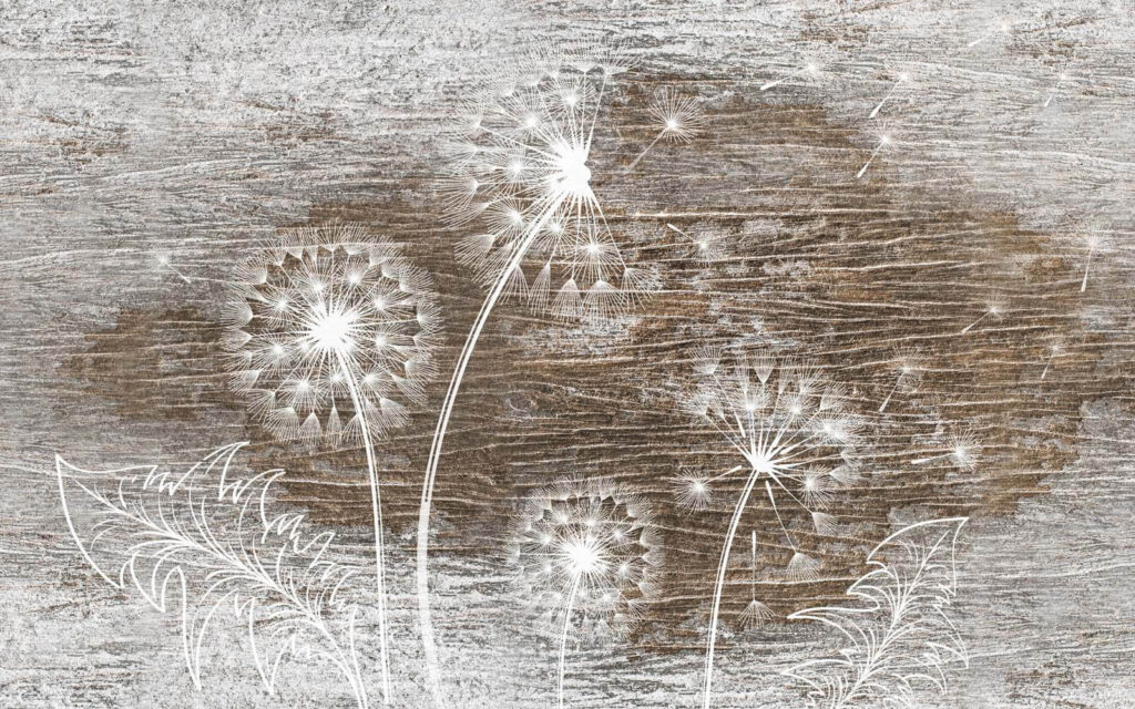 Pissenlits blancs sur une surface en bois Pissenlits blancs sur une surface en bois