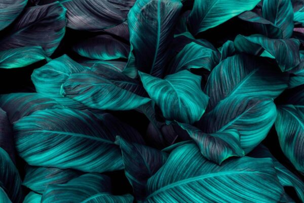 Feuillage tropical luxuriant aux teintes vibrantes u31835p 600x401 - Feuillage tropical luxuriant aux teintes vibrantes - tegory