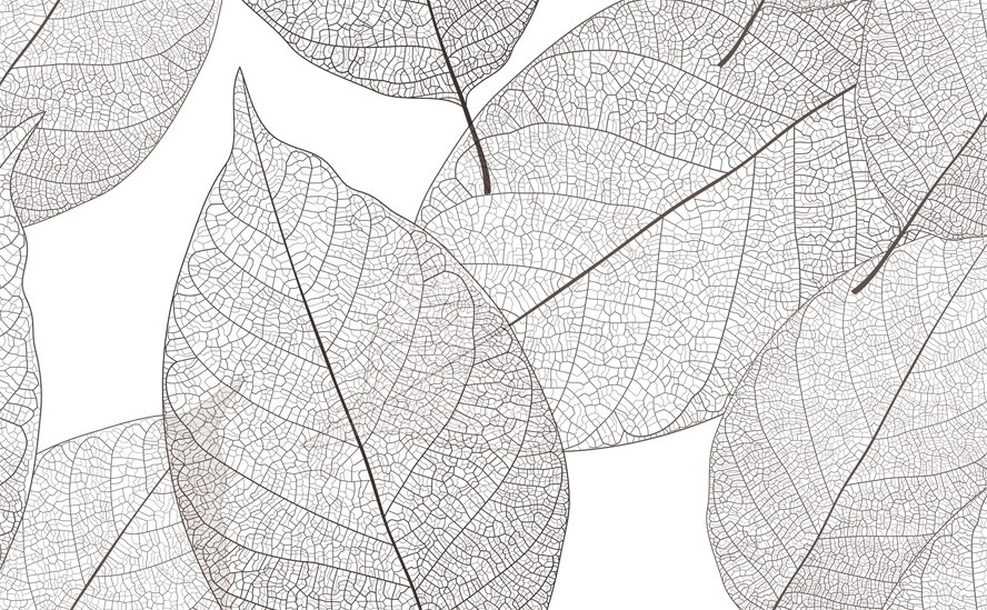 Motifs de feuilles délicats dans l'espace blanc