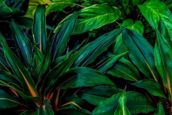 Feuilles tropicales luxuriantes d'un vert éclatant. Feuilles tropicales luxuriantes d'un vert éclatant.