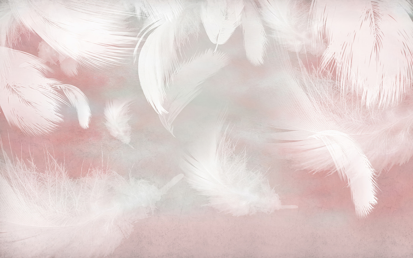 White feathers on a pink background White feathers on a pink background